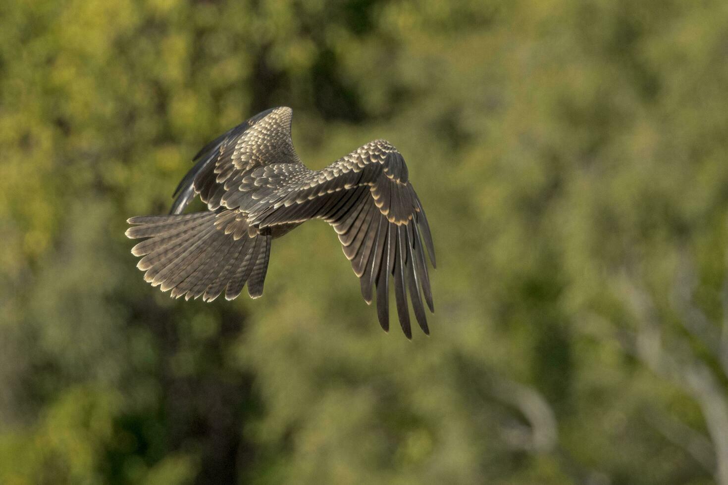 Black Kite in Australia photo