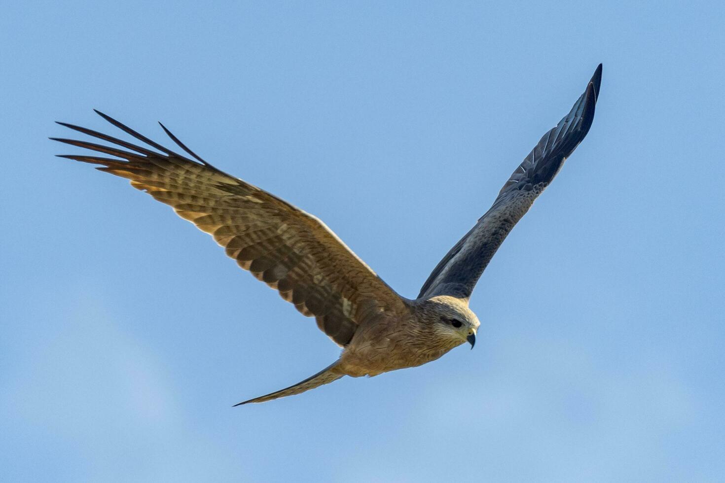 Black Kite in Australia photo