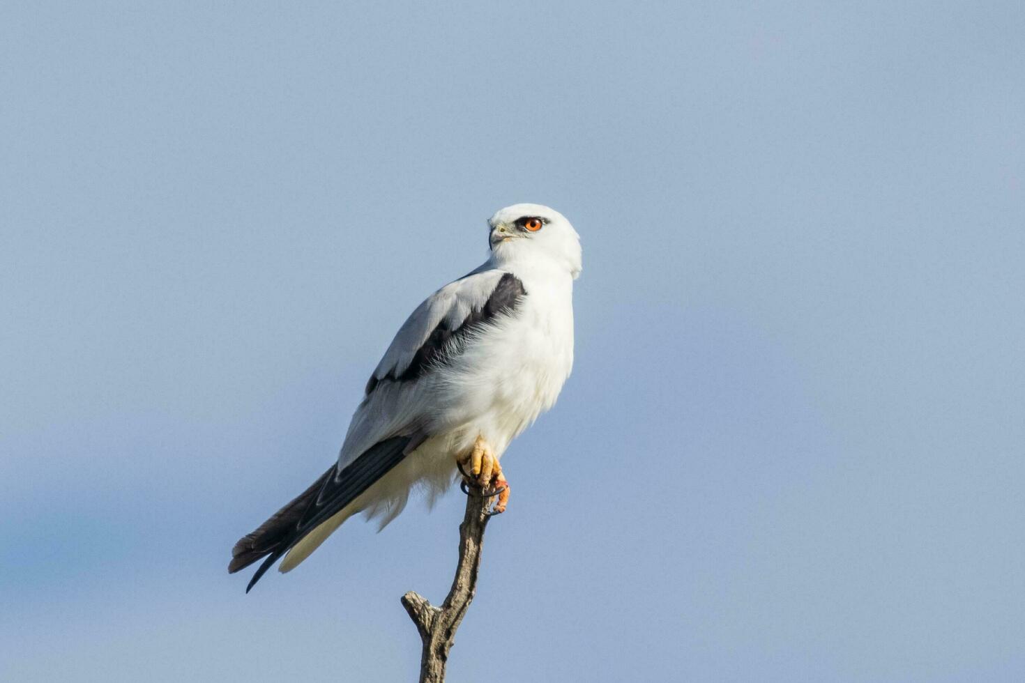 Black Shouldered Kite photo