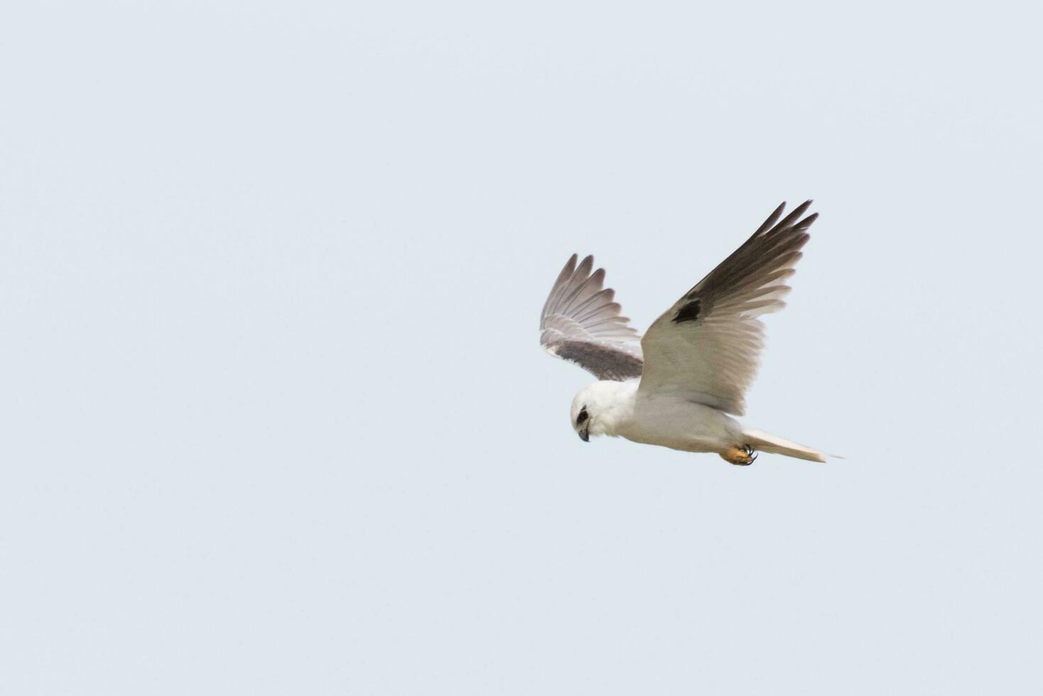 Black Shouldered Kite photo