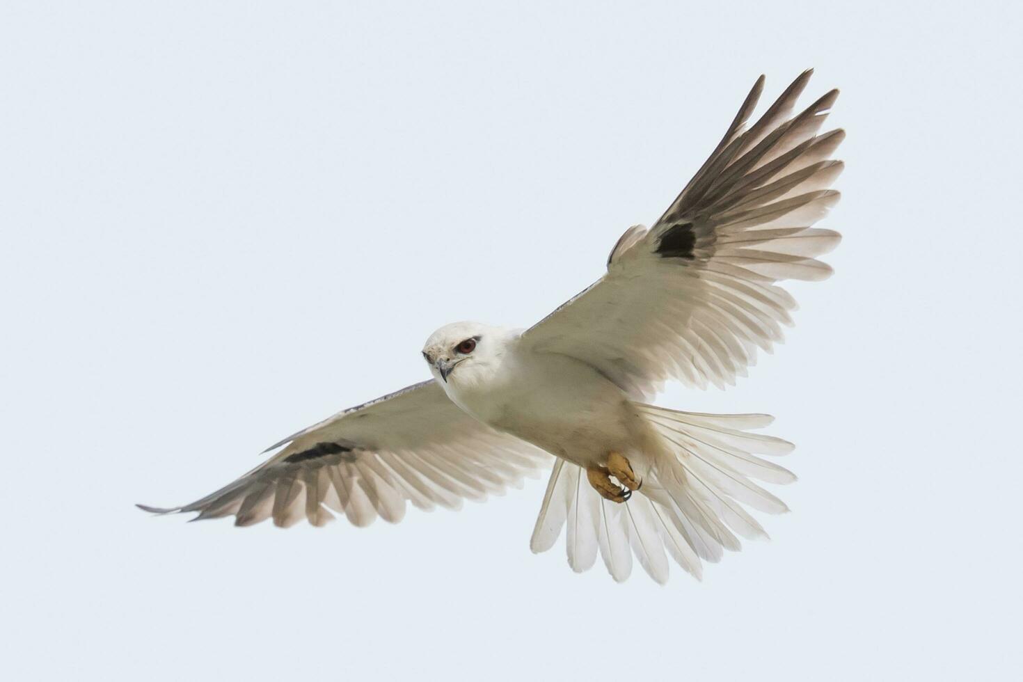 Black Shouldered Kite photo