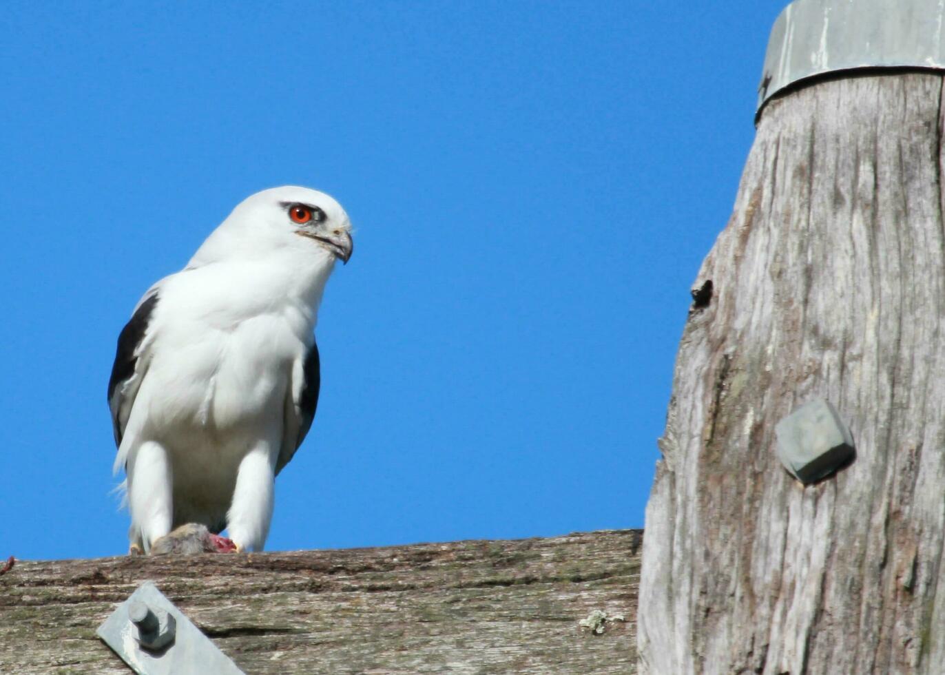 Black Shouldered Kite photo