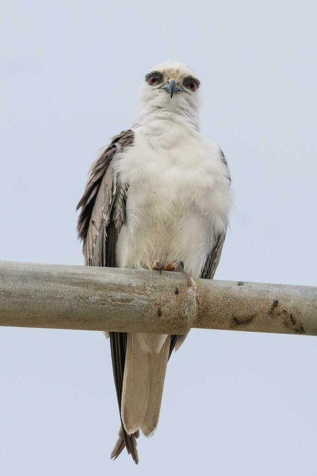 Black Shouldered Kite photo