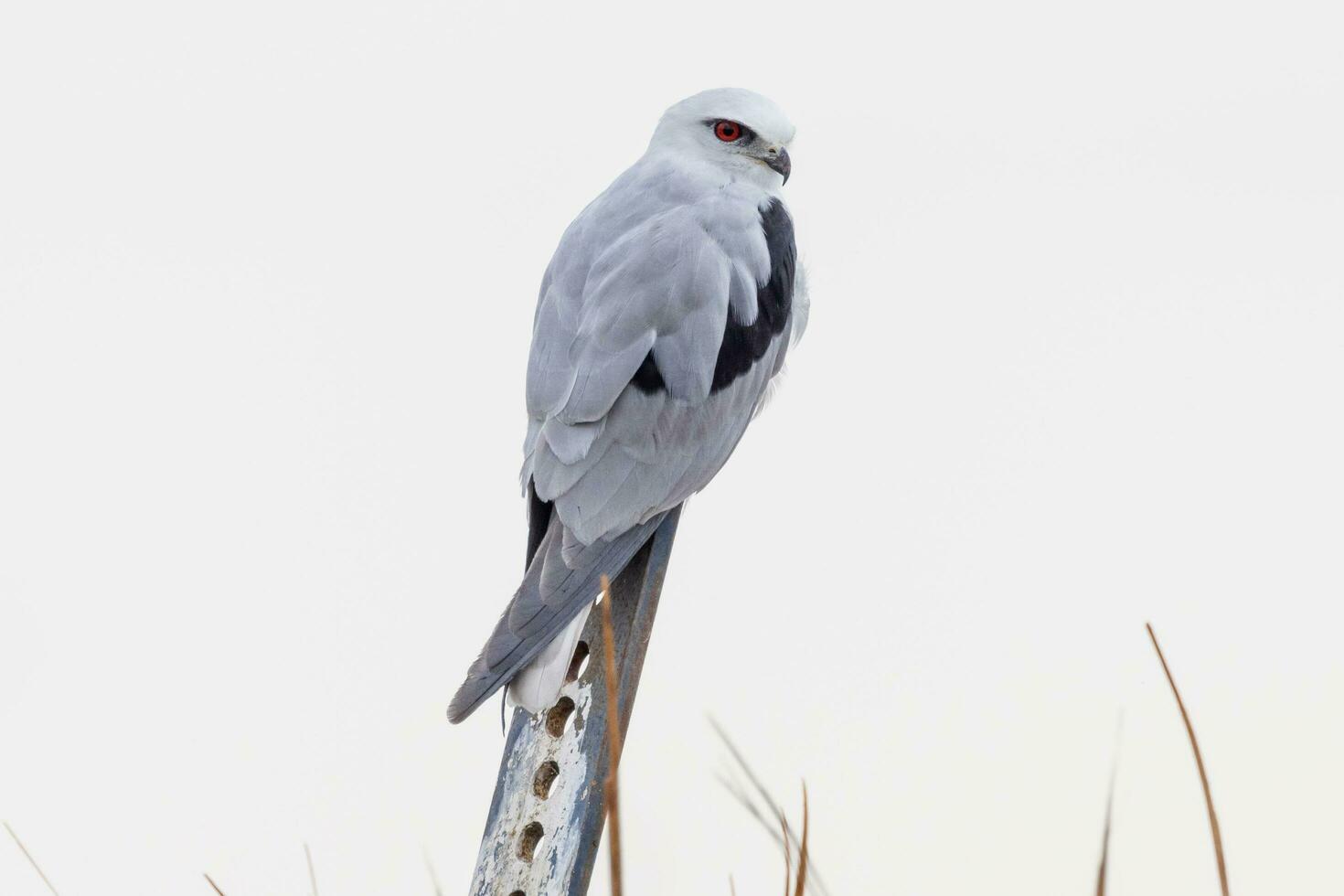 Black Shouldered Kite photo