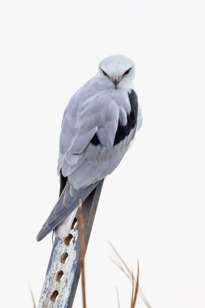 Black Shouldered Kite photo