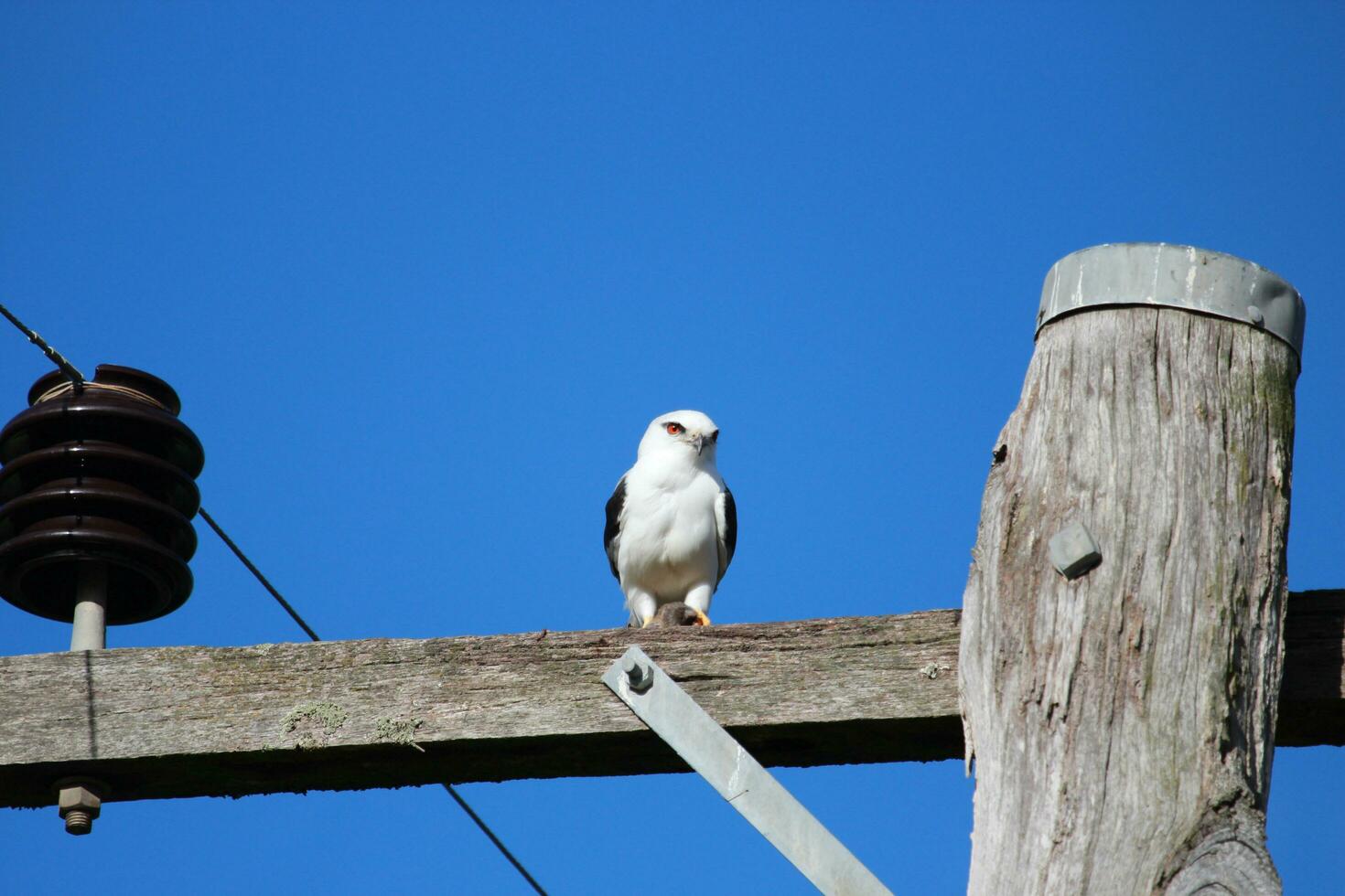 Black Shouldered Kite photo