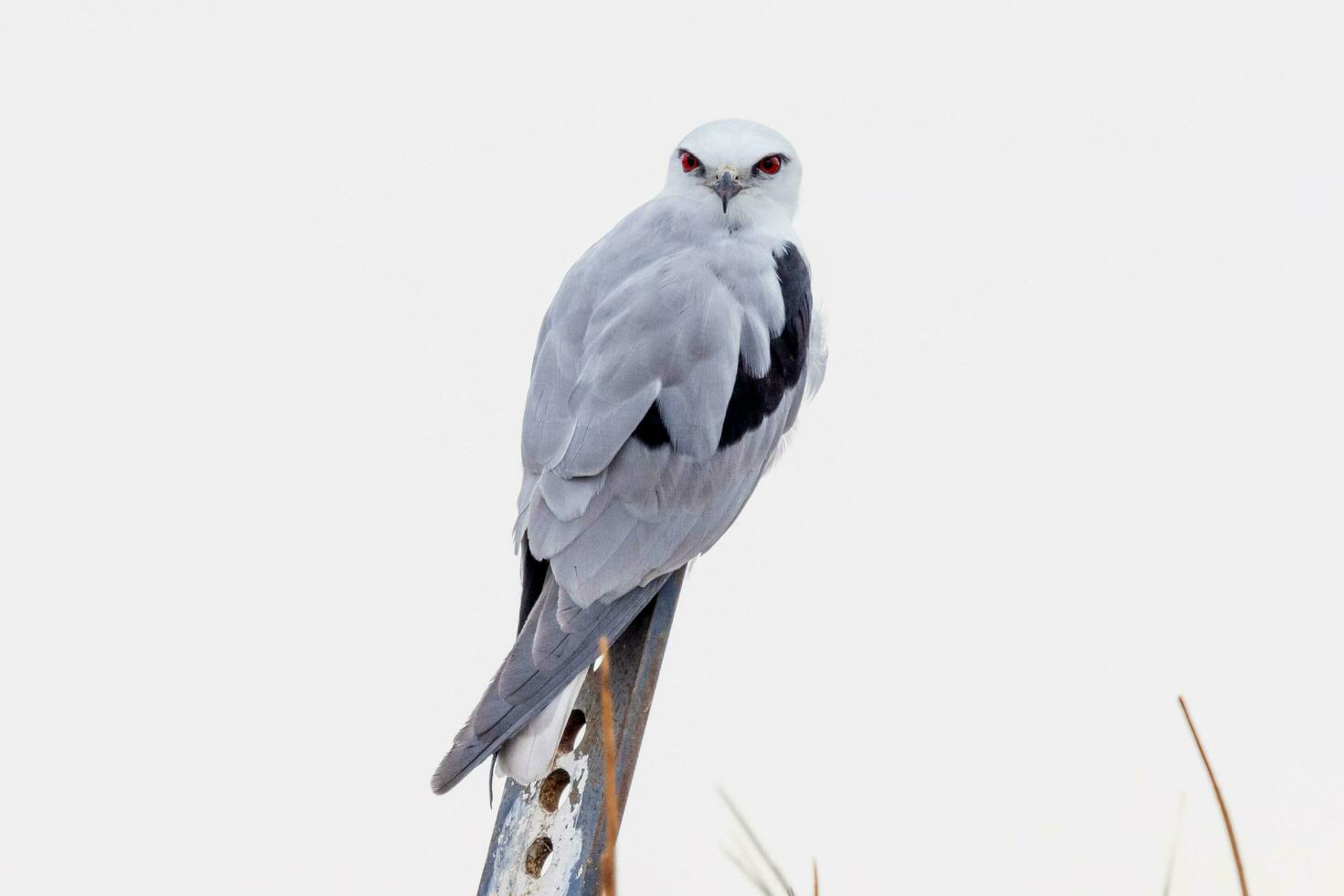 Black Shouldered Kite photo