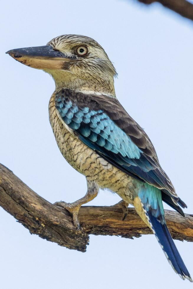 oriental azul con alas Kookaburra foto