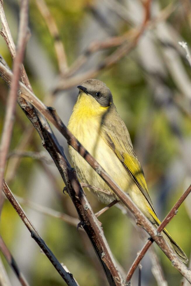 Grey Headed Honeyeater photo