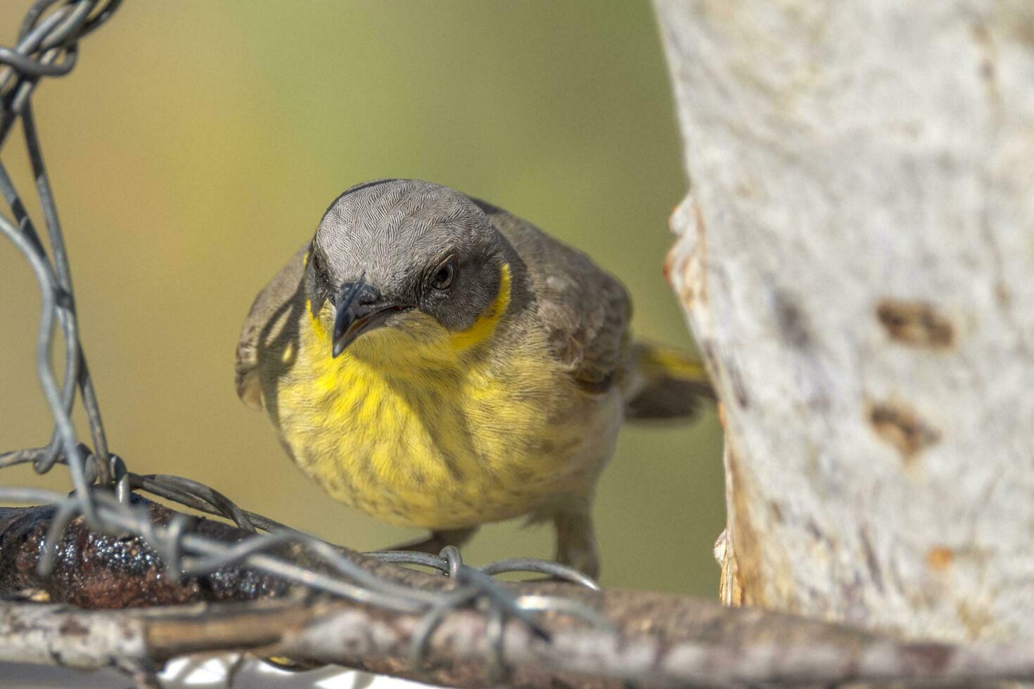 Grey Headed Honeyeater photo