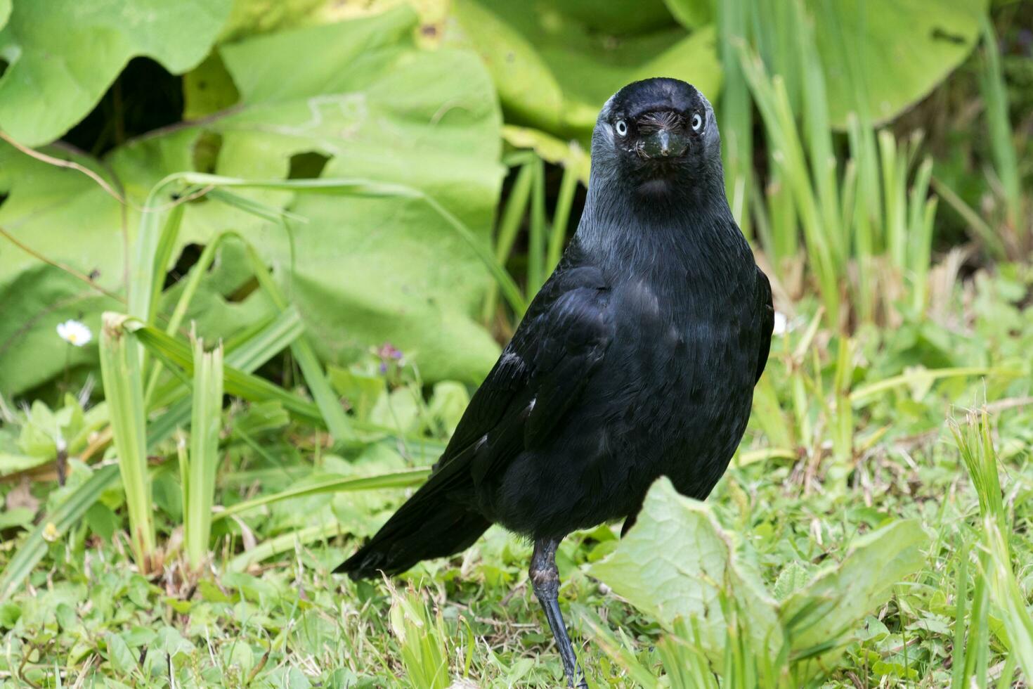 Jackdaw Crow in England photo