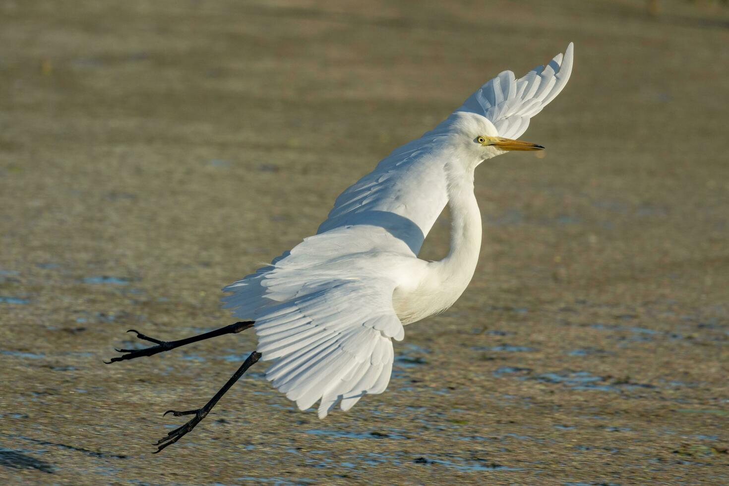 Intermediate Egret in Australia photo