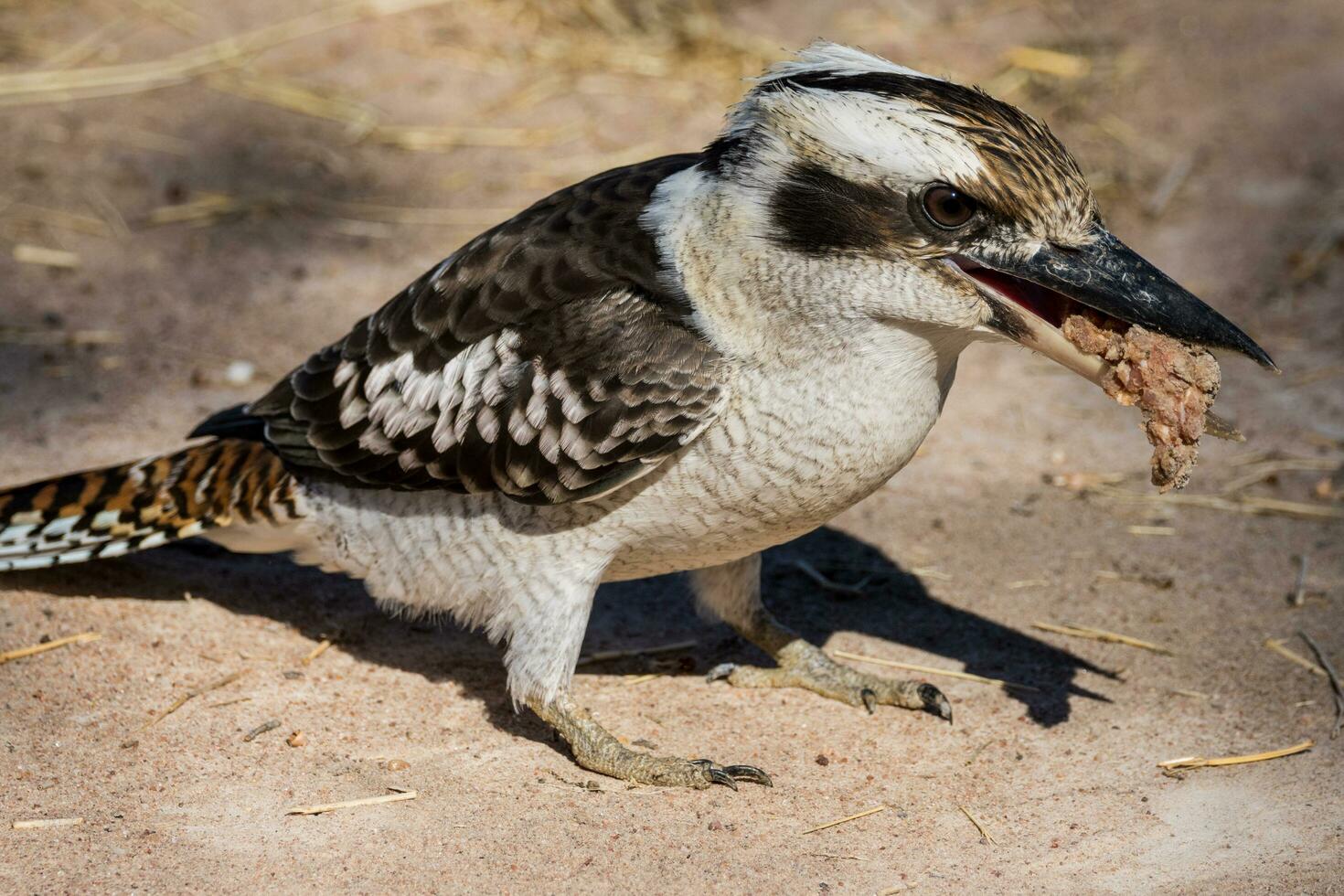 Laughing Kookaburra in Australia photo