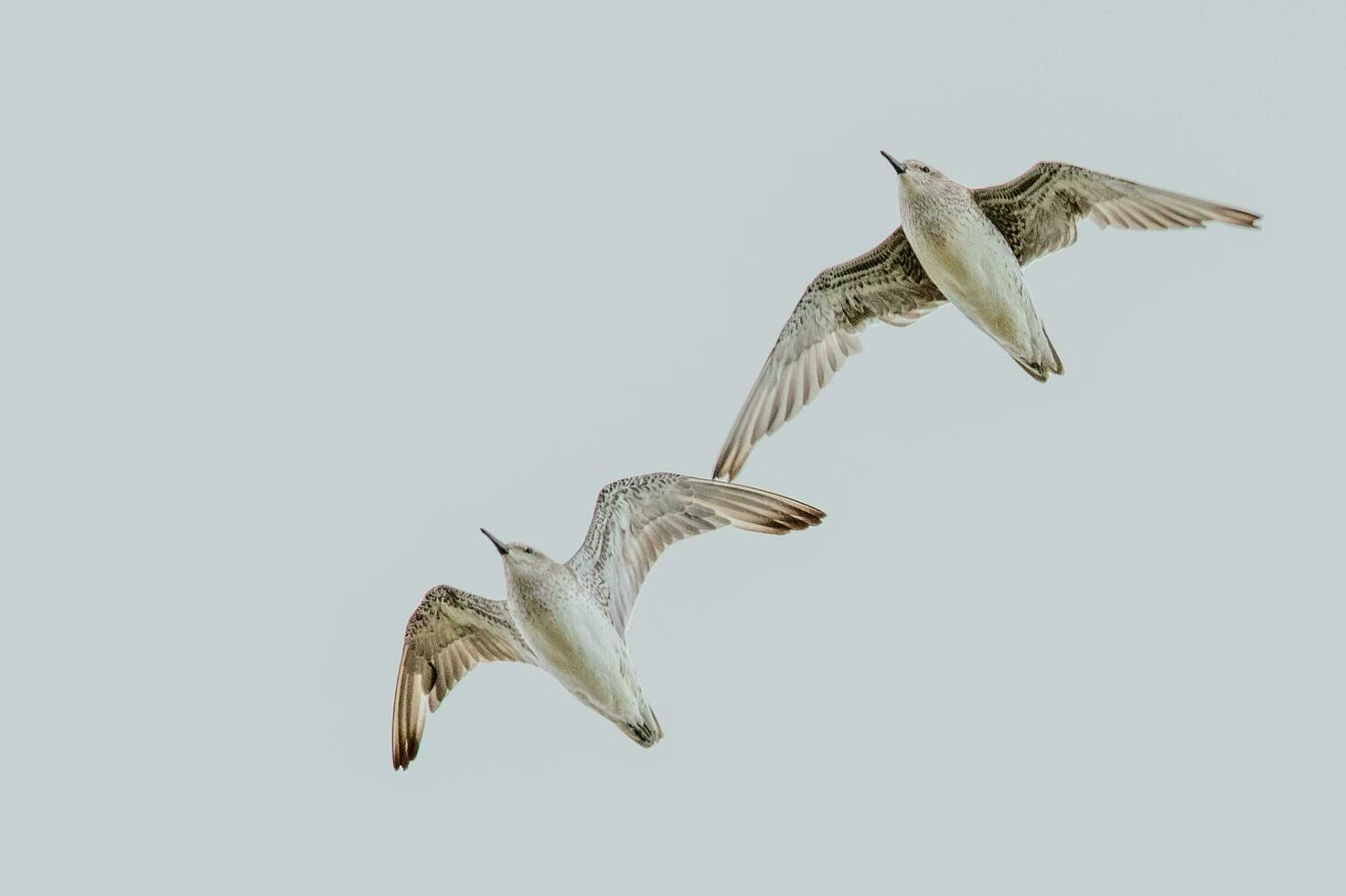 Lesser or Red Knot photo