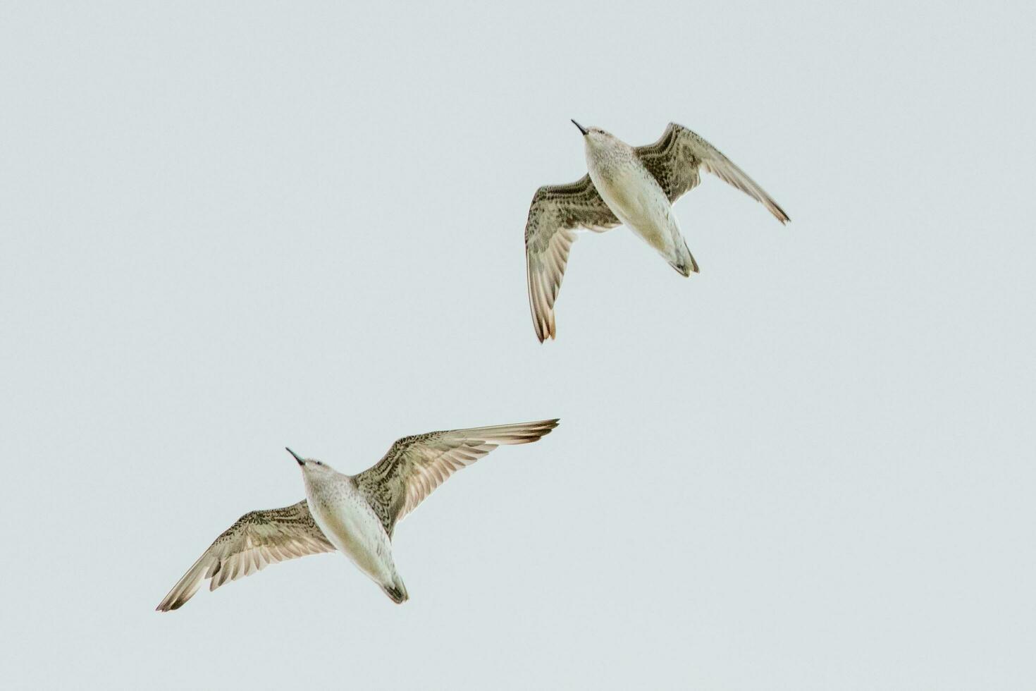Lesser or Red Knot photo
