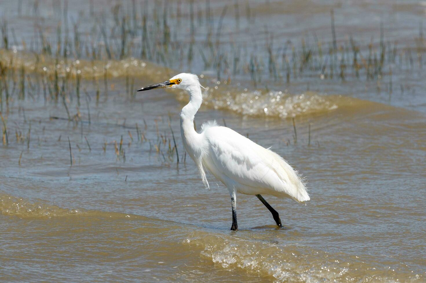 Little Egret in Australasia photo