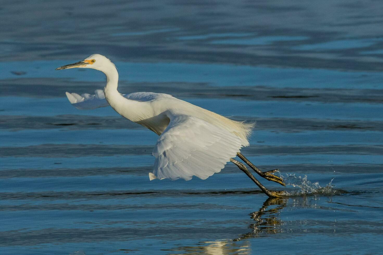 Little Egret in Australasia photo