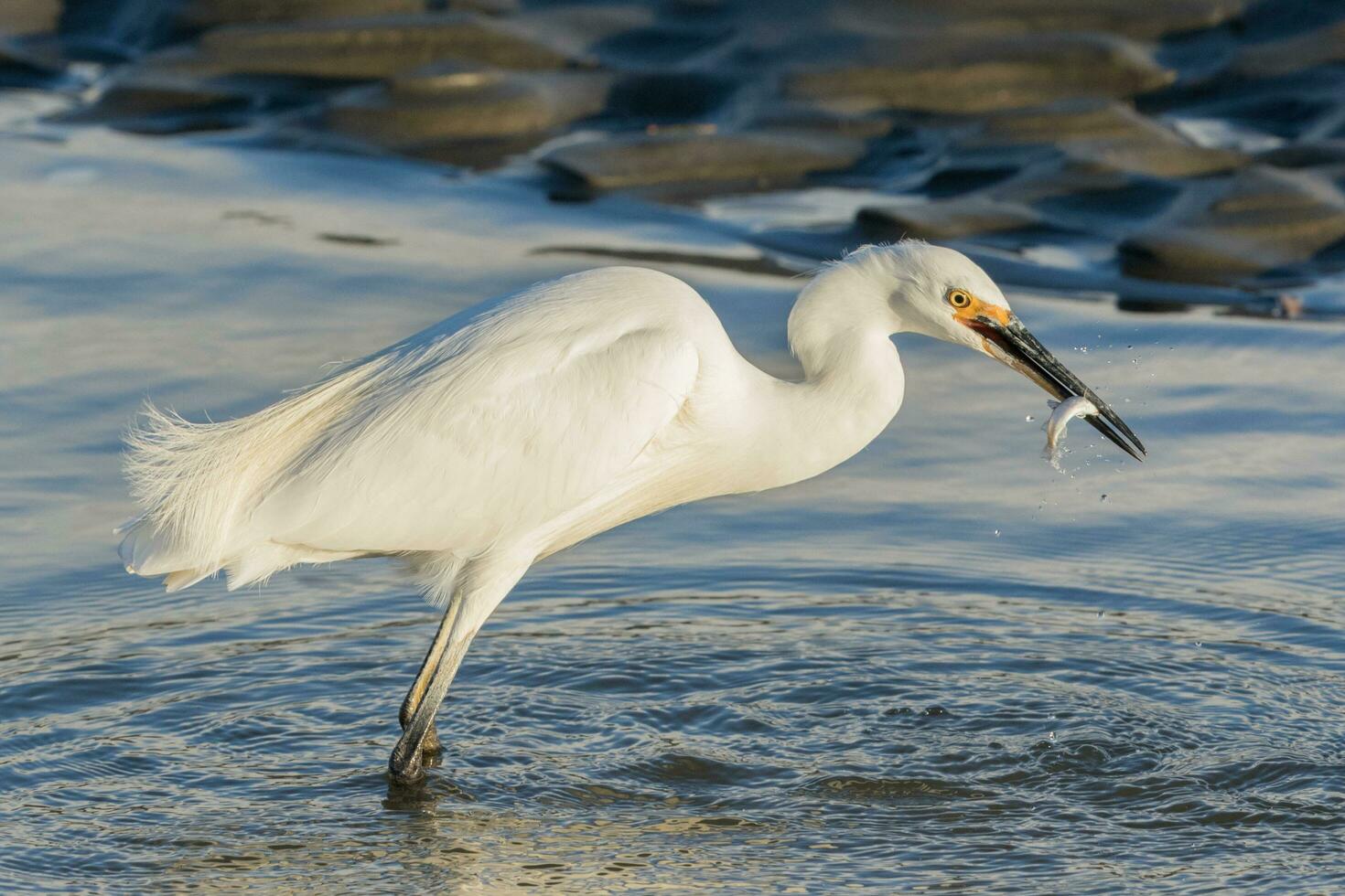 Little Egret in Australasia photo