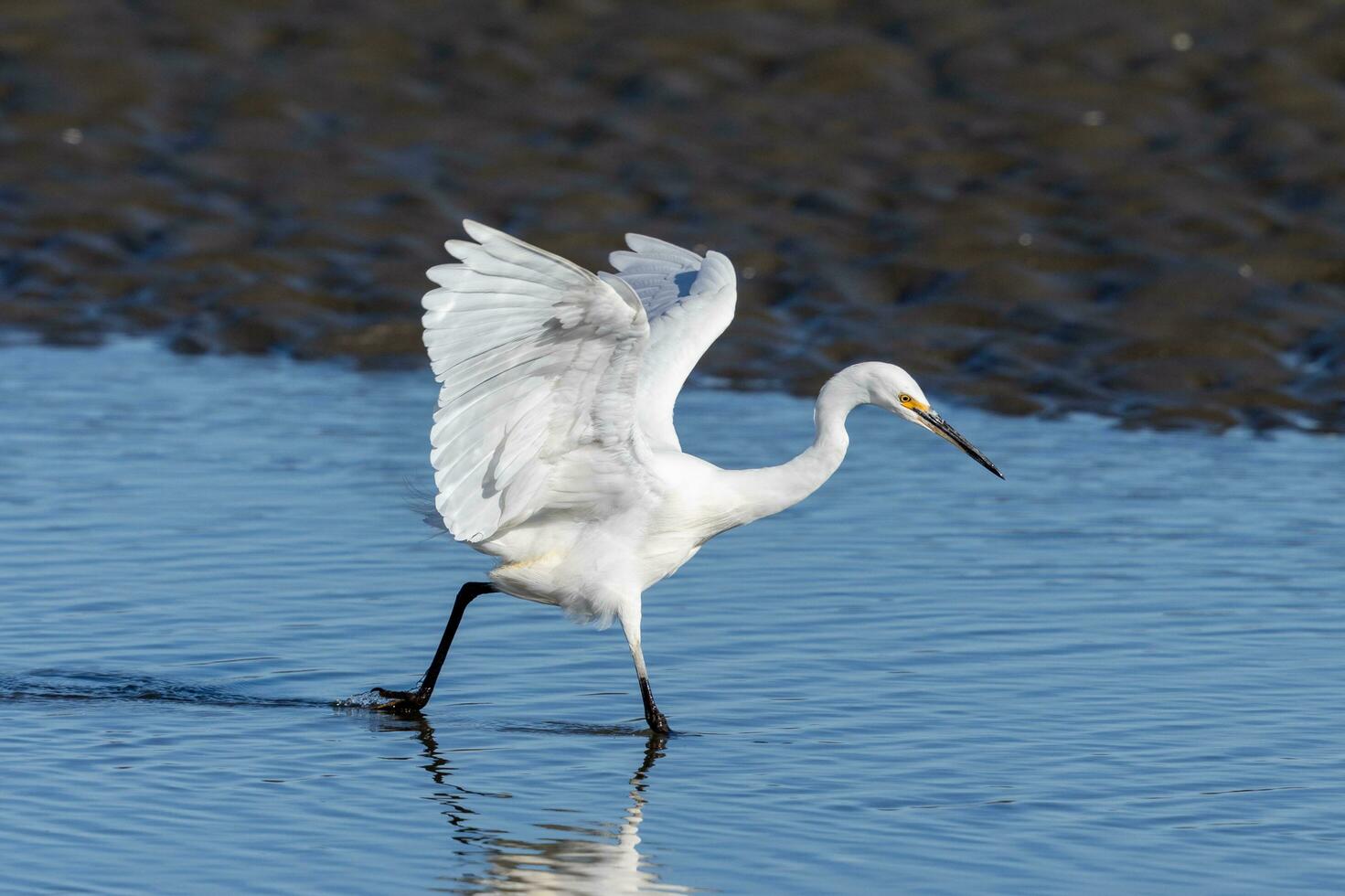 Little Egret in Australasia photo