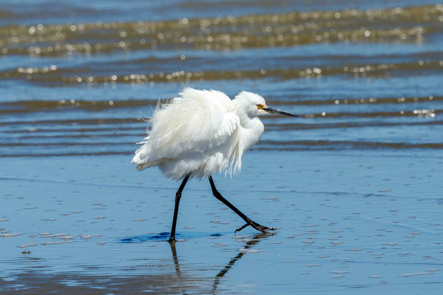 Little Egret in Australasia photo