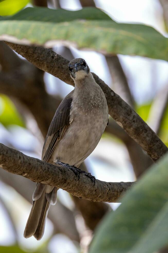 Little Friarbird in Australia photo