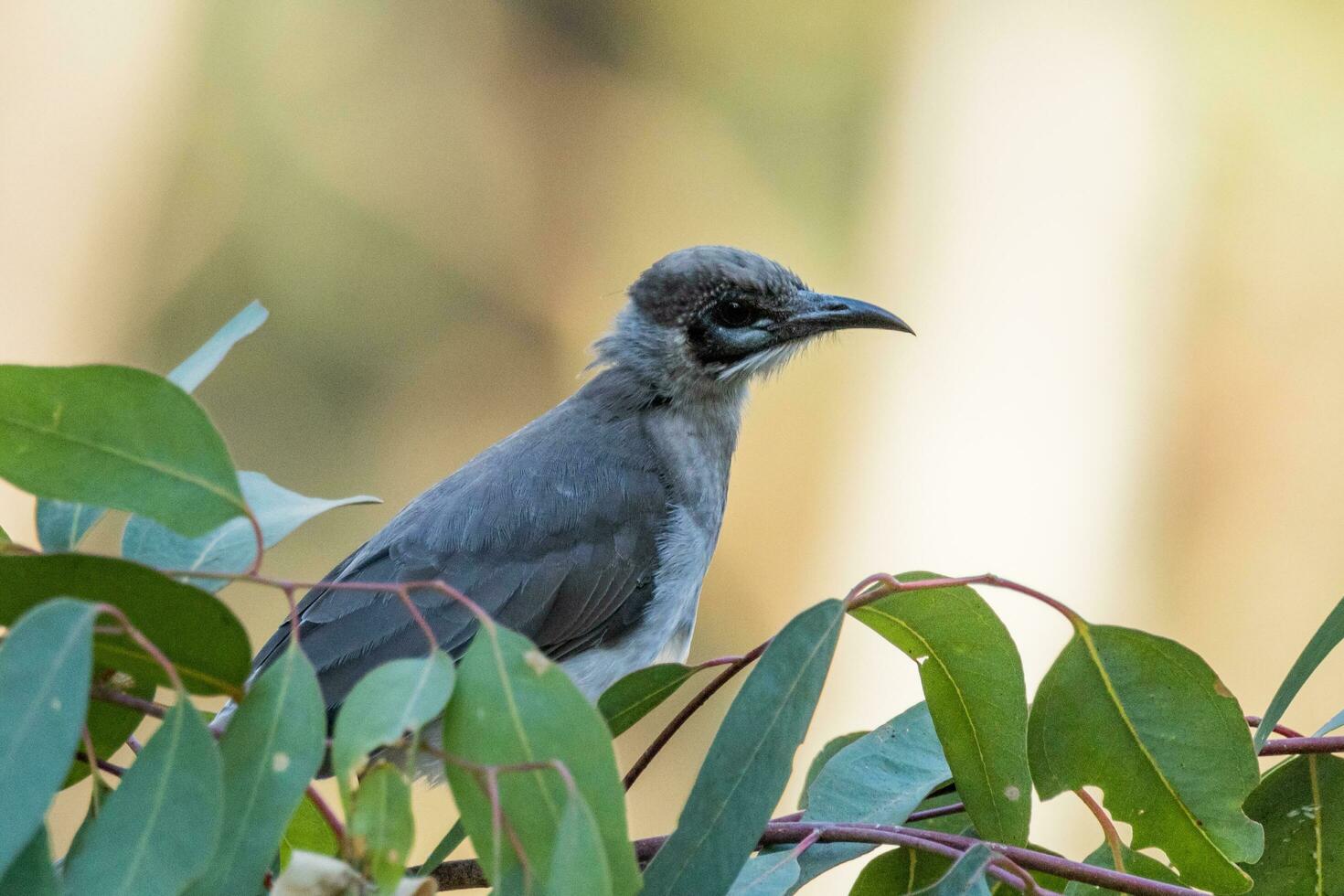 Little Friarbird in Australia photo