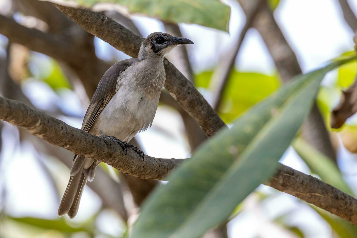 Little Friarbird in Australia photo