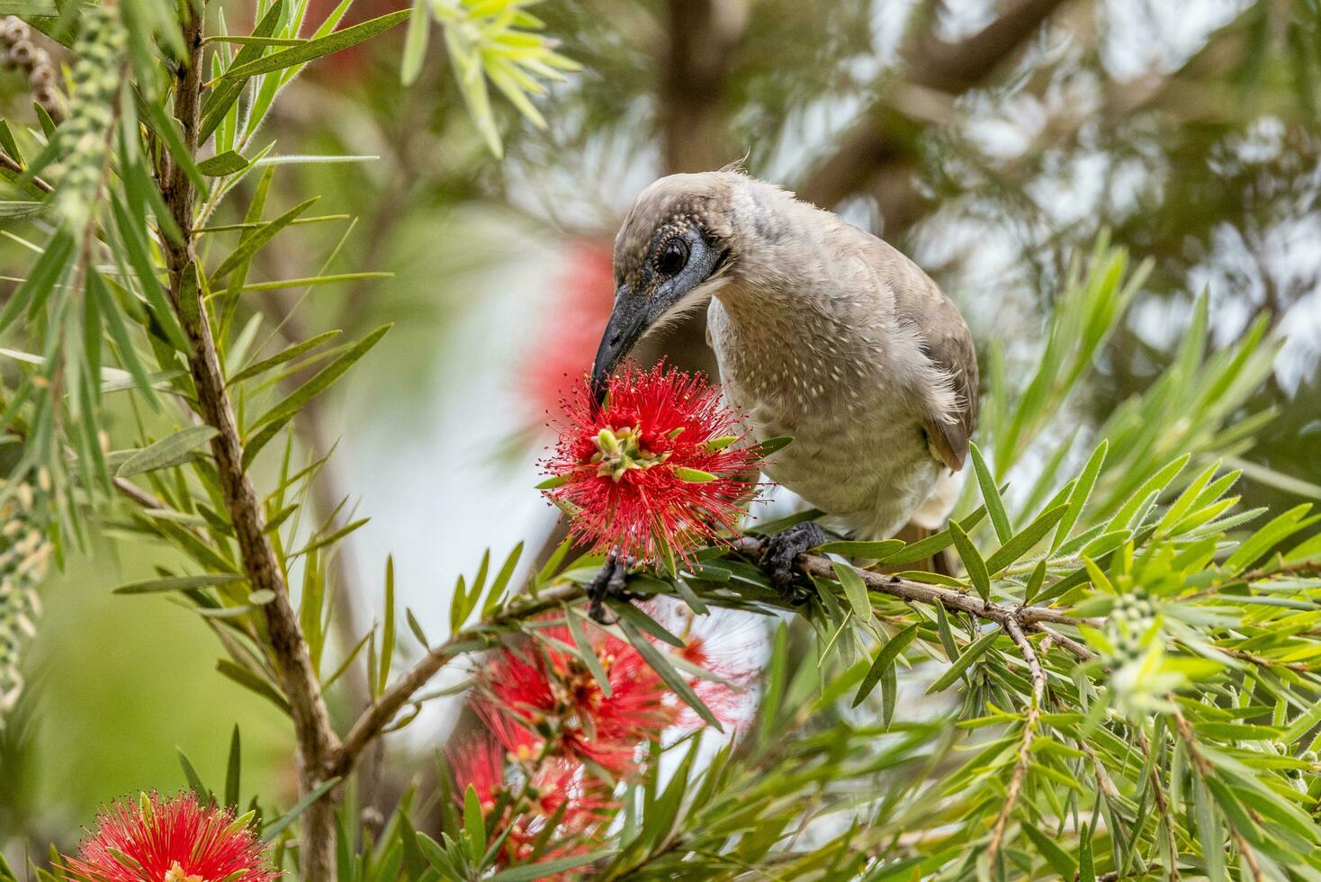 Little Friarbird in Australia photo