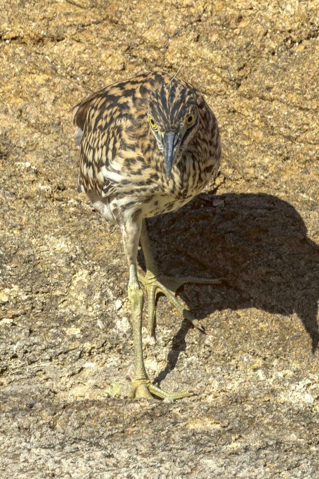 Nankeen Night Heron photo