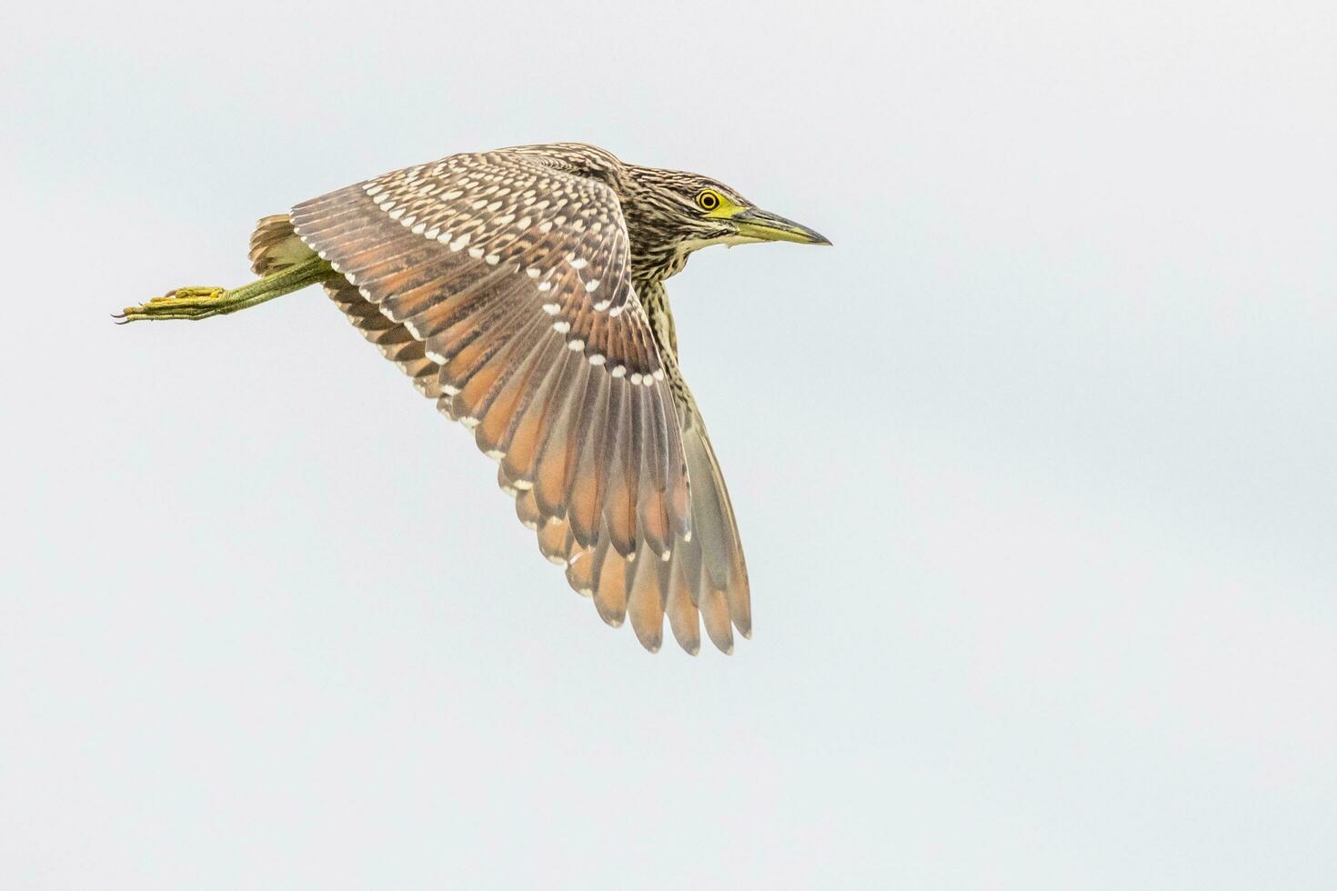 Nankeen Night Heron photo