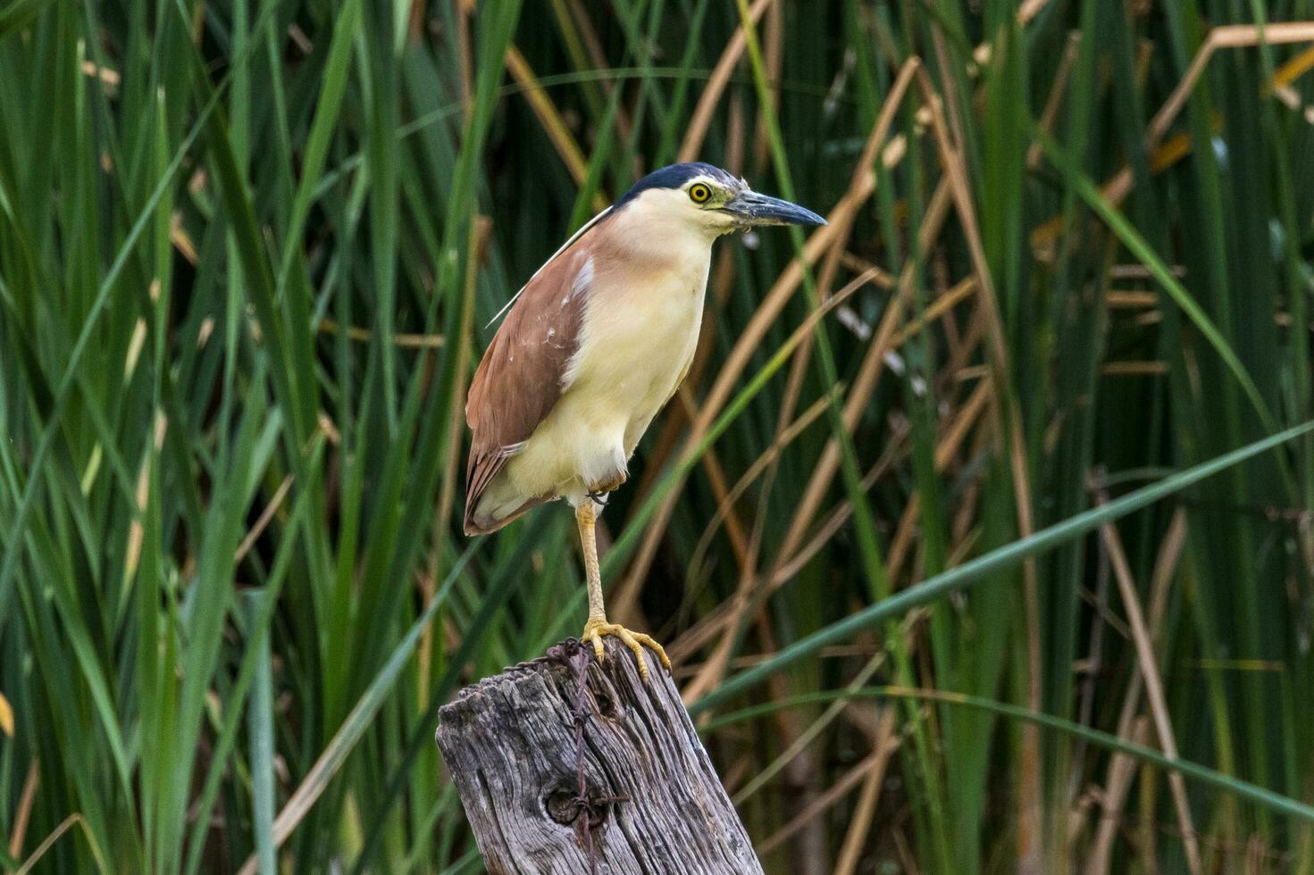 Nankeen Night Heron photo