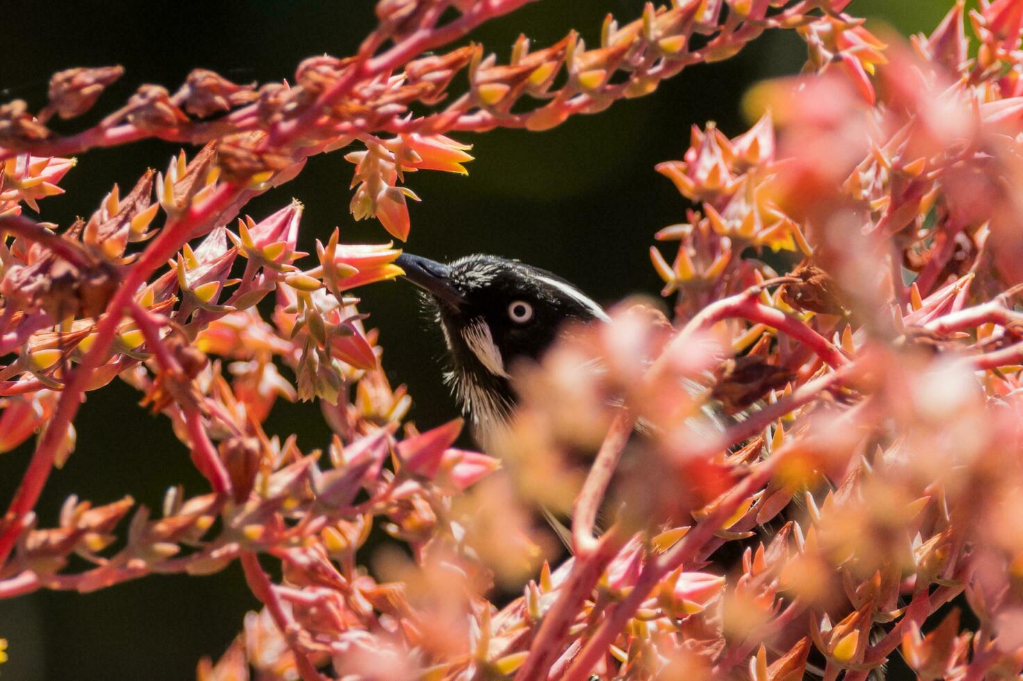 New Holland Honeyeater photo