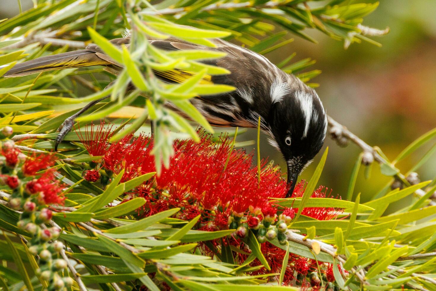 New Holland Honeyeater photo