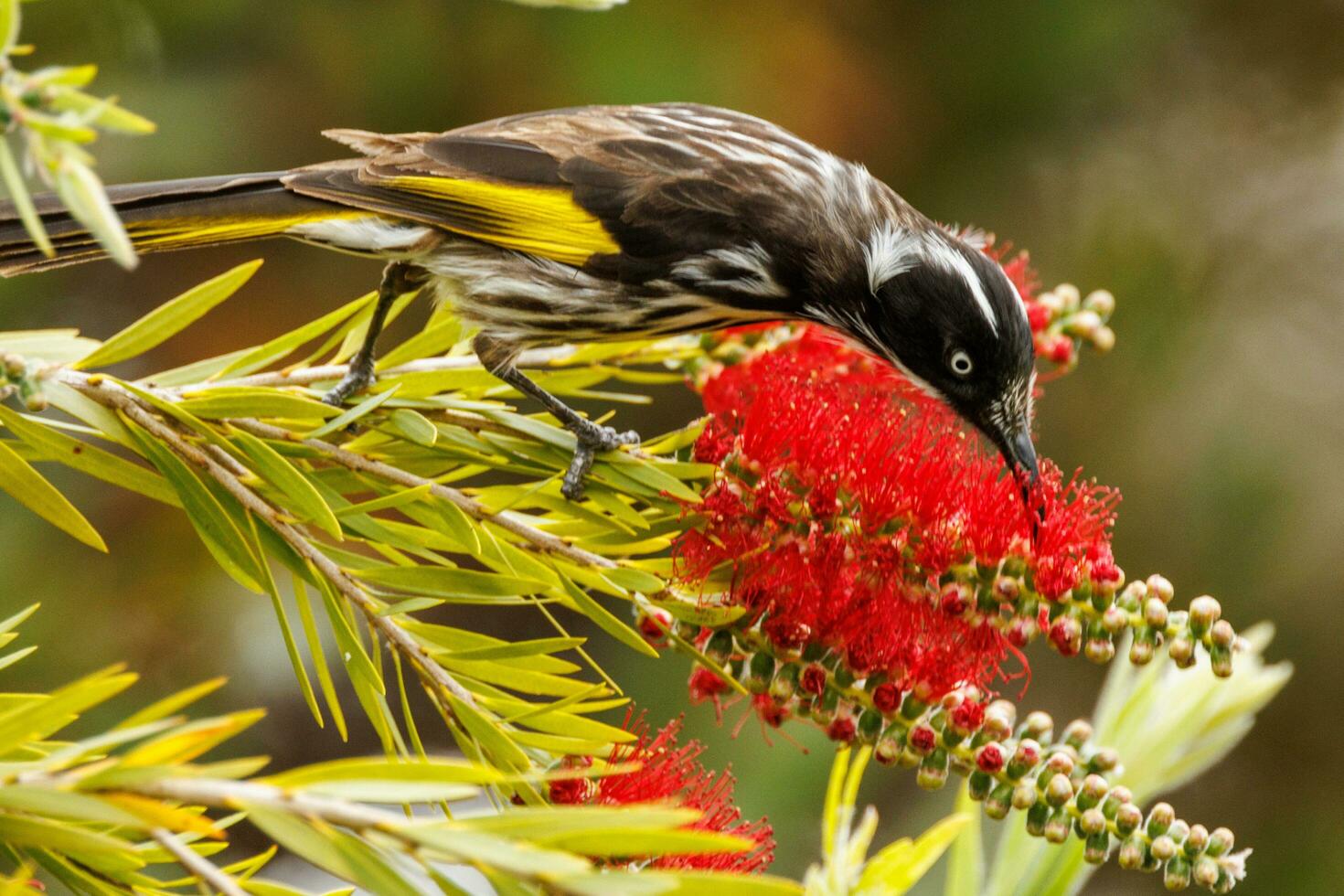 New Holland Honeyeater photo