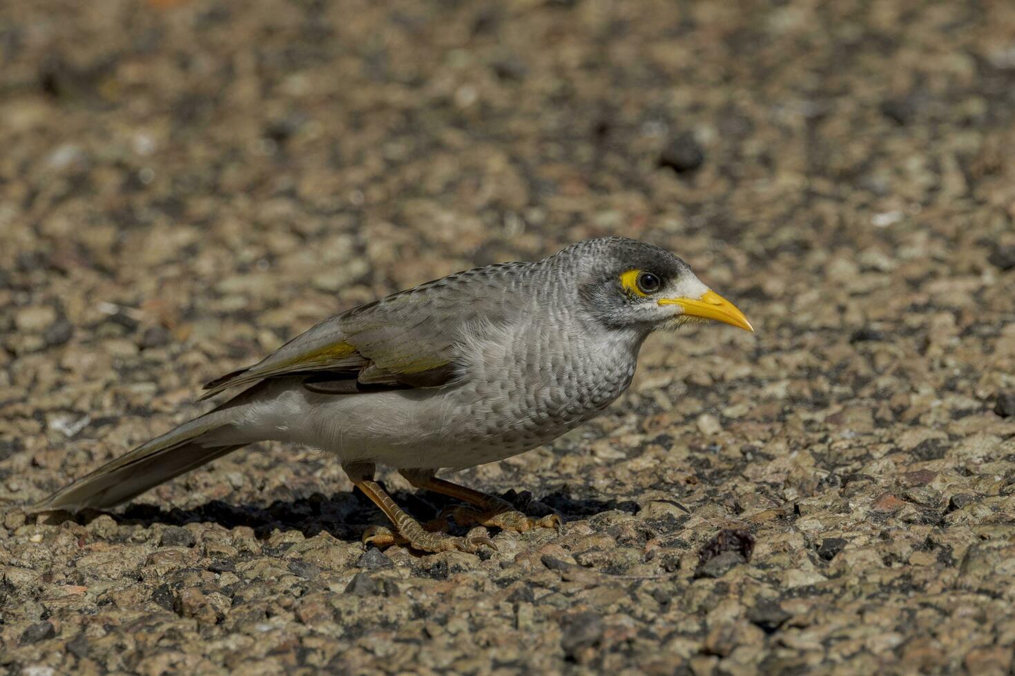 Noisy Miner in Australia photo
