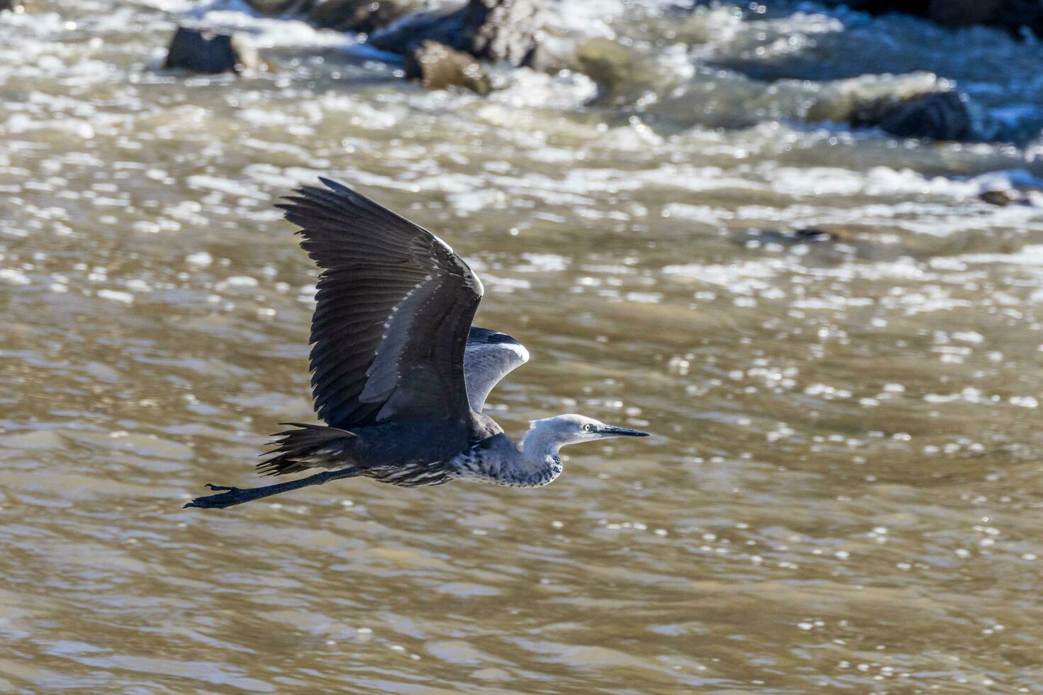 White Necked Heron photo