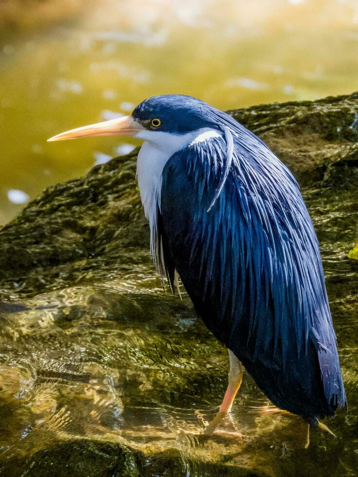 Pied Heron in Australia photo