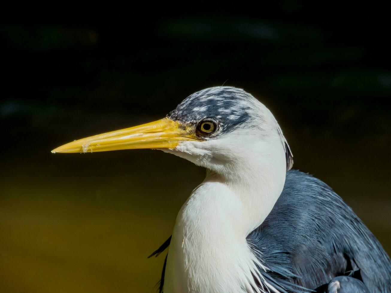 Pied Heron in Australia photo