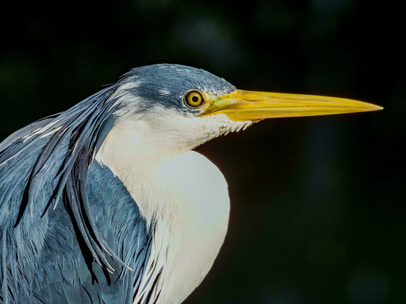 Pied Heron in Australia photo
