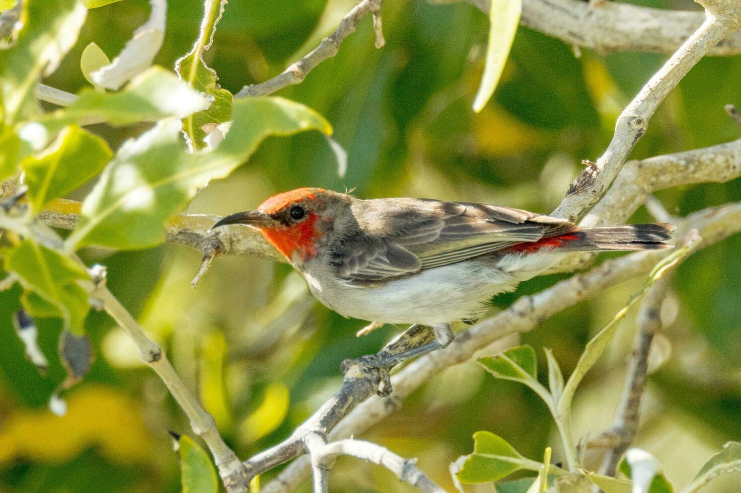 Red Headed Honeyeater photo