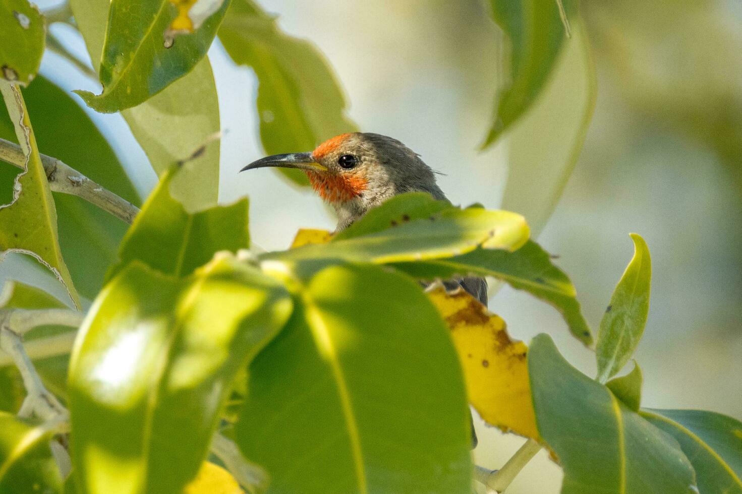 Red Headed Honeyeater photo