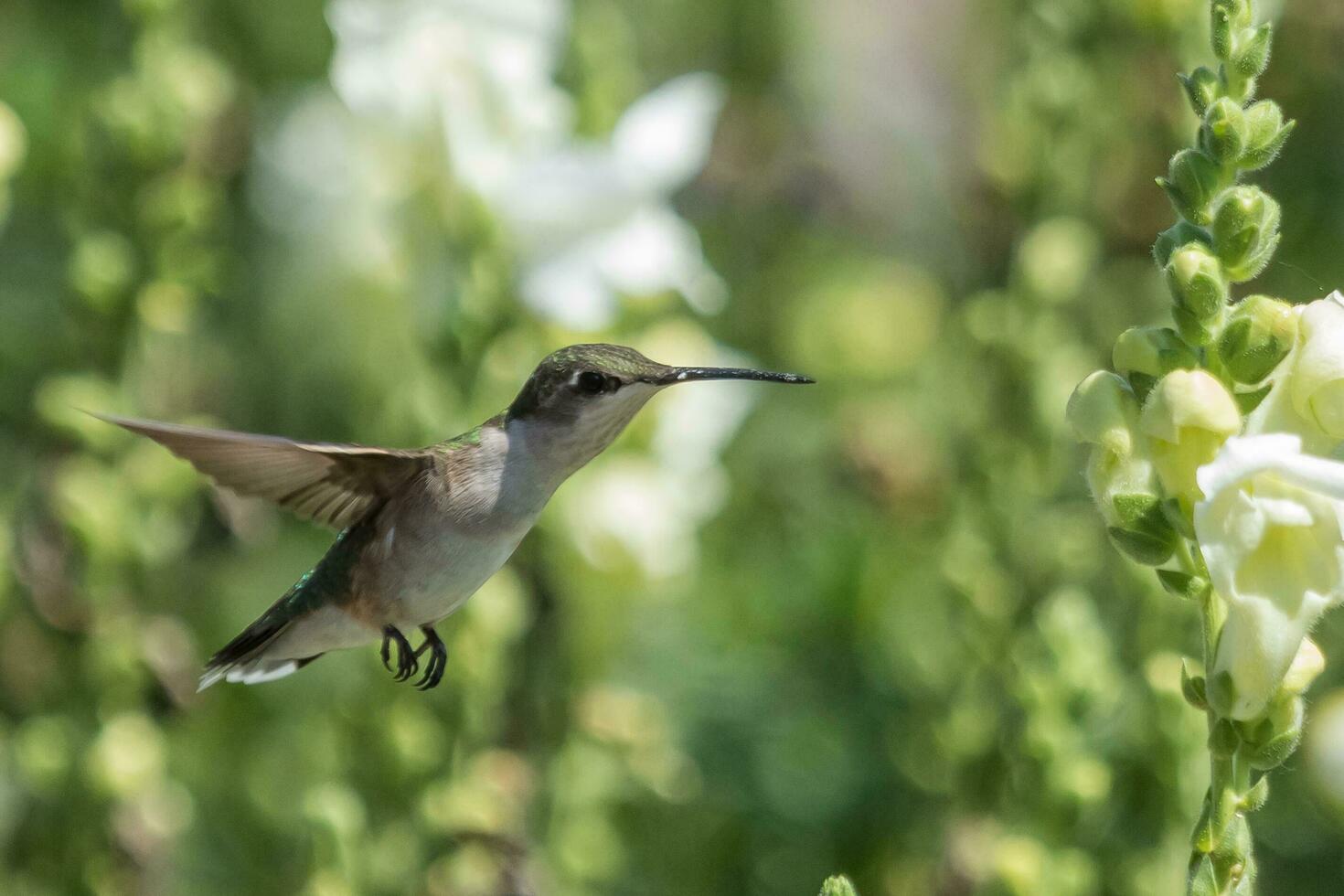 colibrí garganta rubí foto