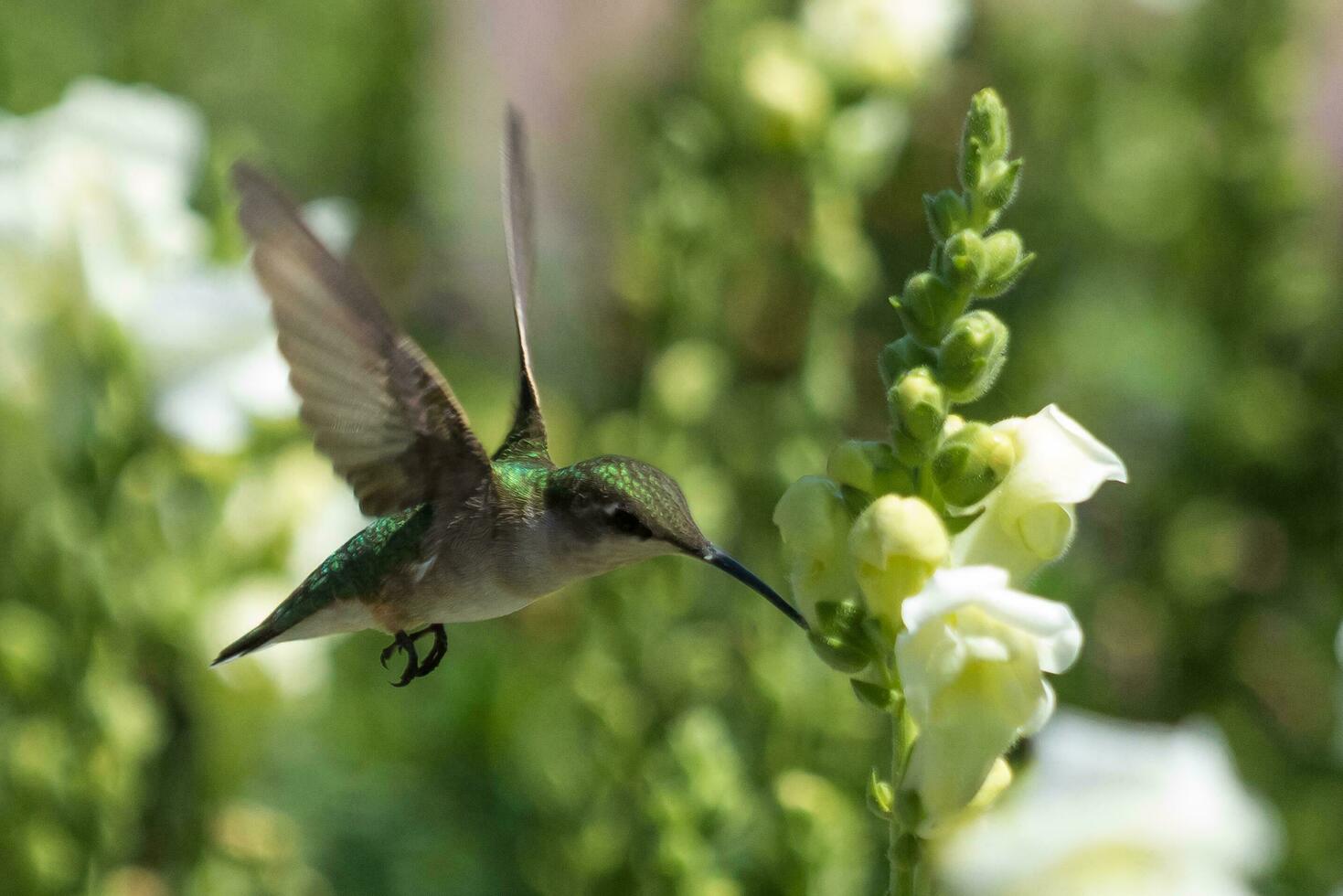 colibrí garganta rubí foto