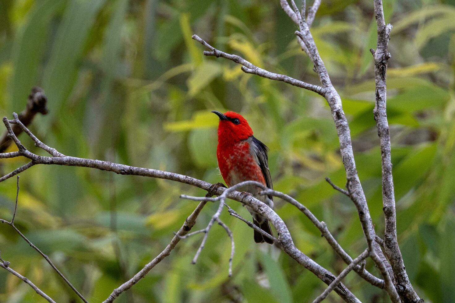 Scarlet Honeyeater in Australia photo