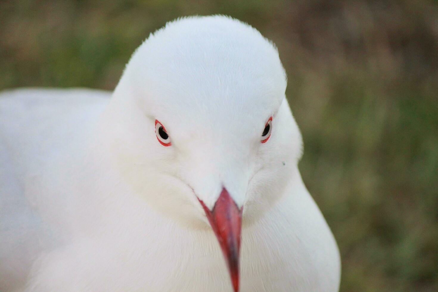 Silver Gull in Australia photo