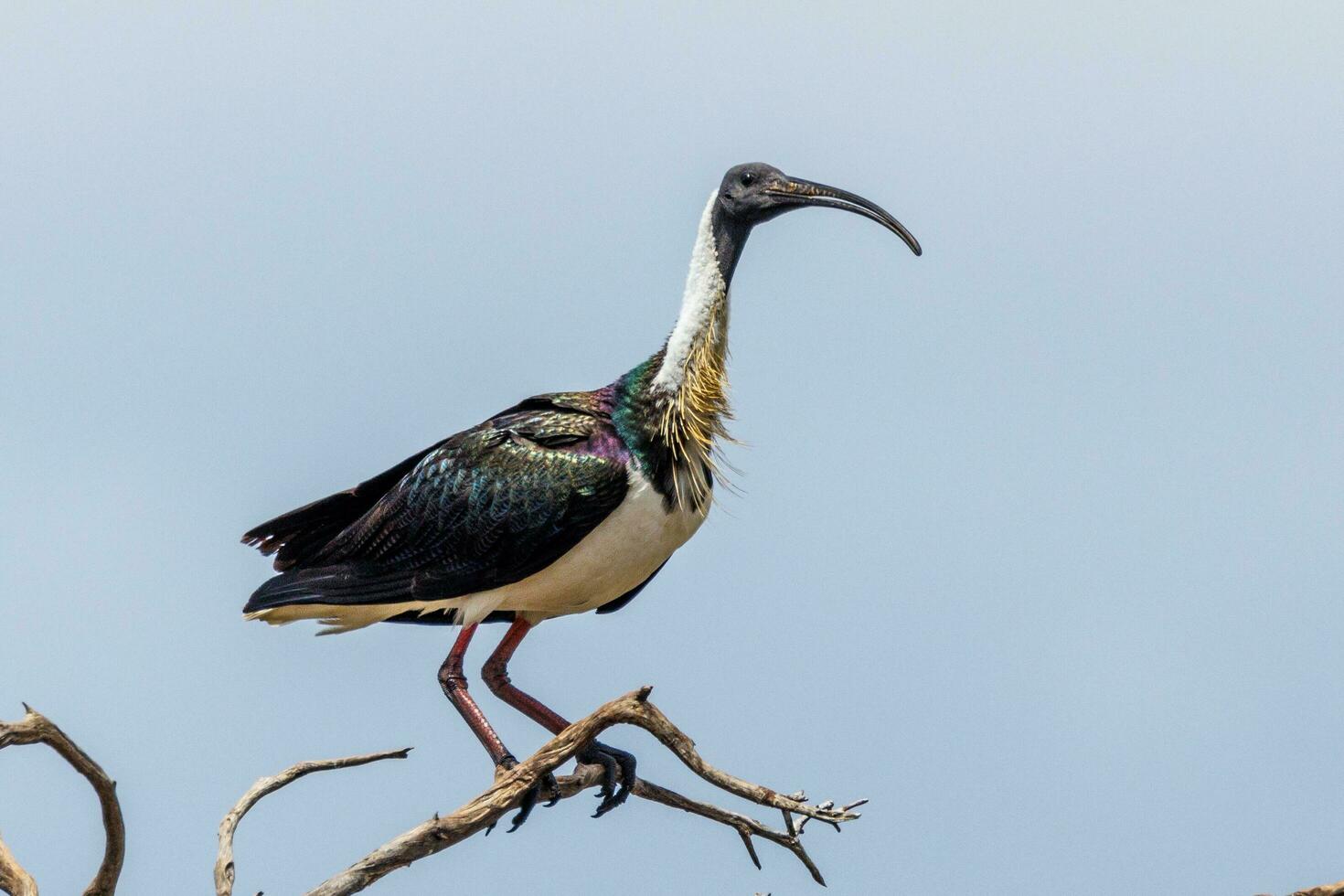 Straw Necked Ibis photo