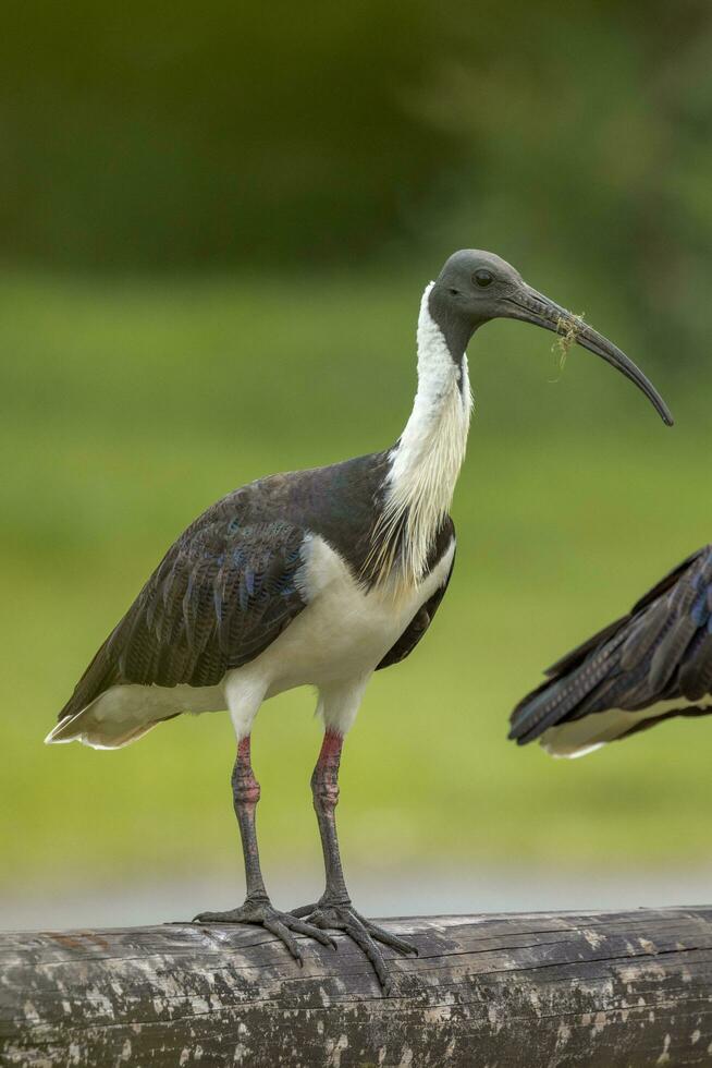 Paja cuello ibis foto