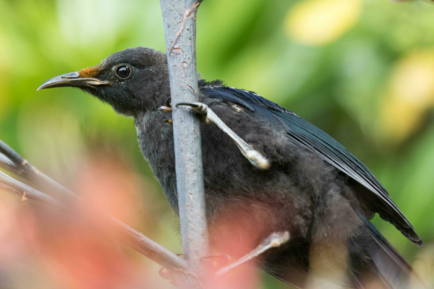 Tui Honeyeater in New Zealand photo