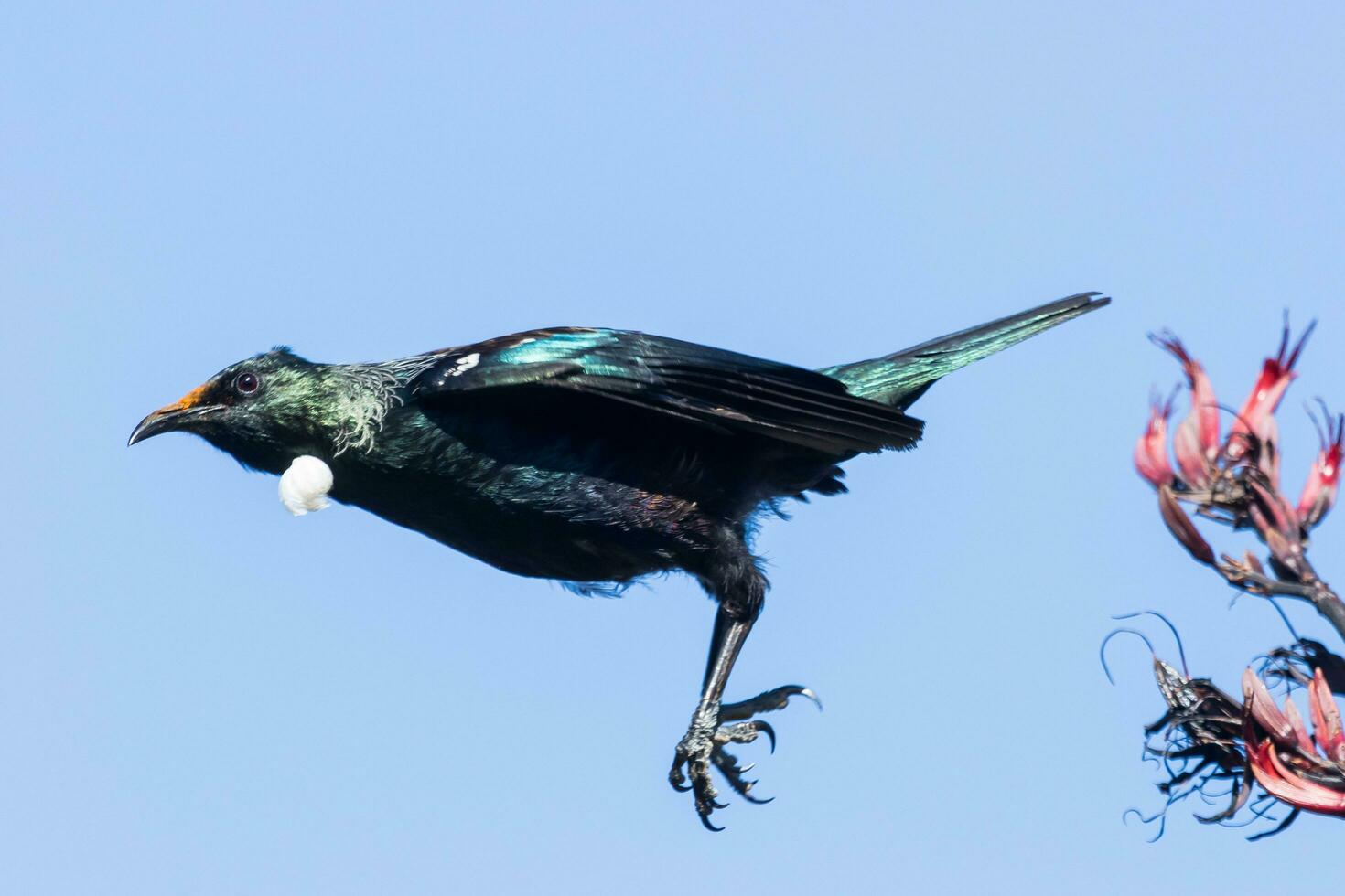 Tui Honeyeater in New Zealand photo