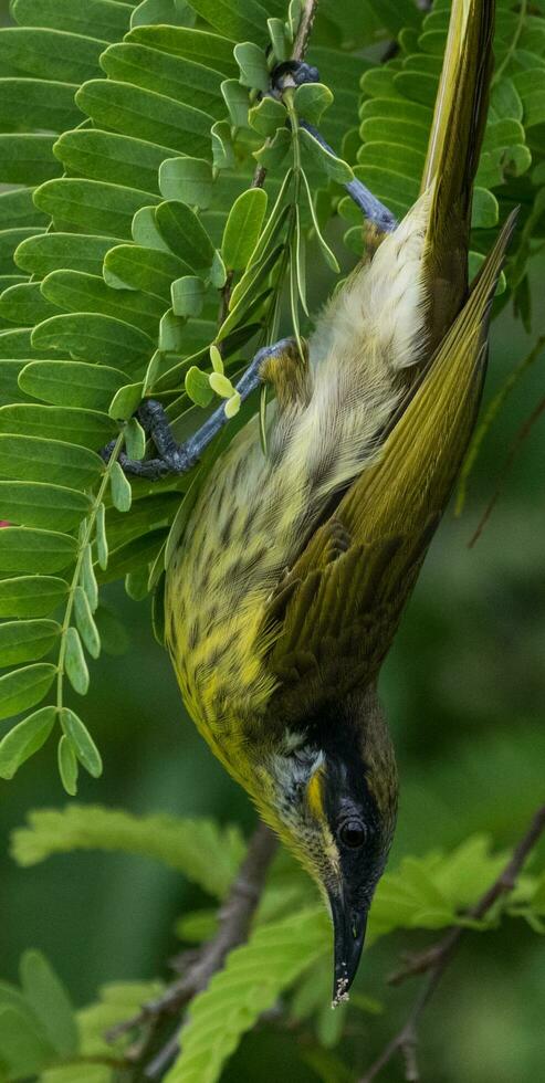 Varied Honeyeater in Australia photo